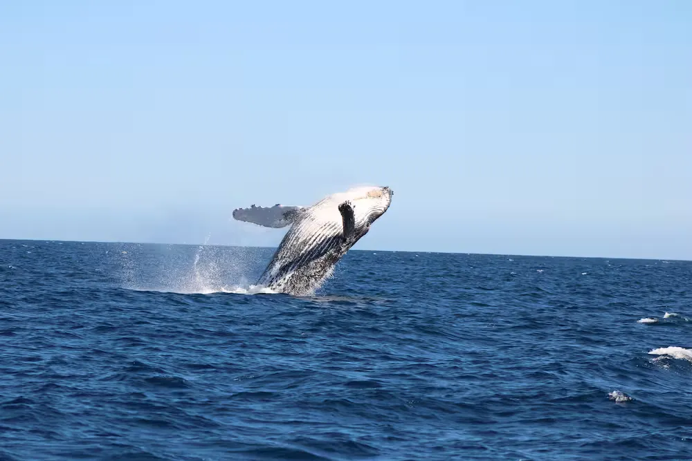 Whale Watching